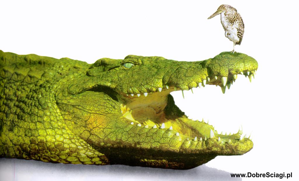 Krokodyle i aligatory / Crocodiles and alligators